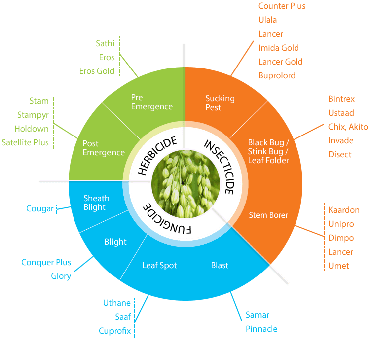 全球稻米消费趋势